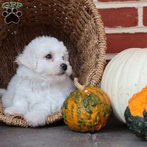 Blossom, Bichon Frise Puppy